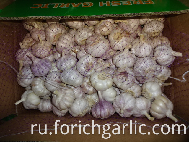 Regular White Garlic